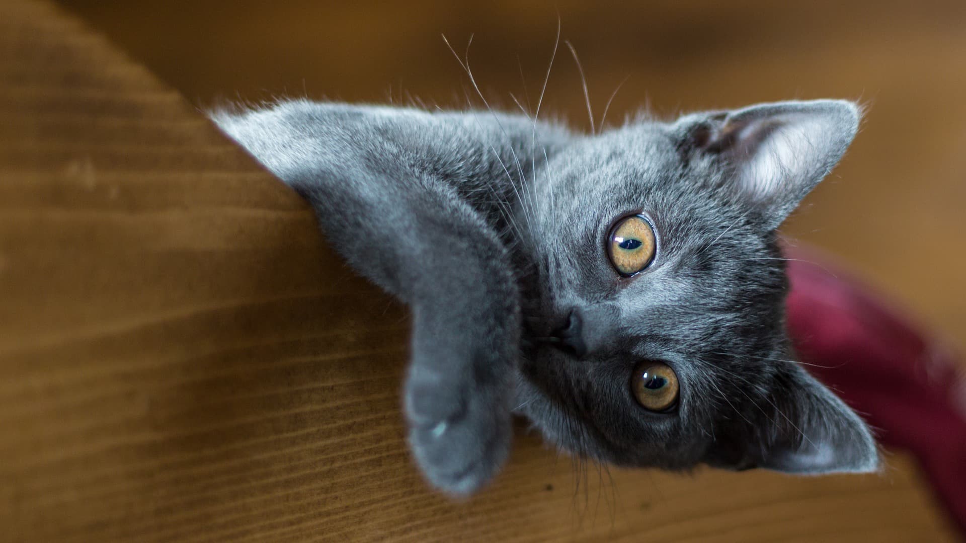 santé chat Chartreux