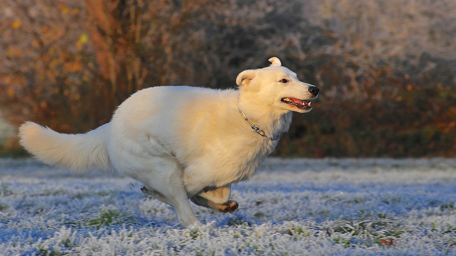 santé chien Berger Blanc Suisse