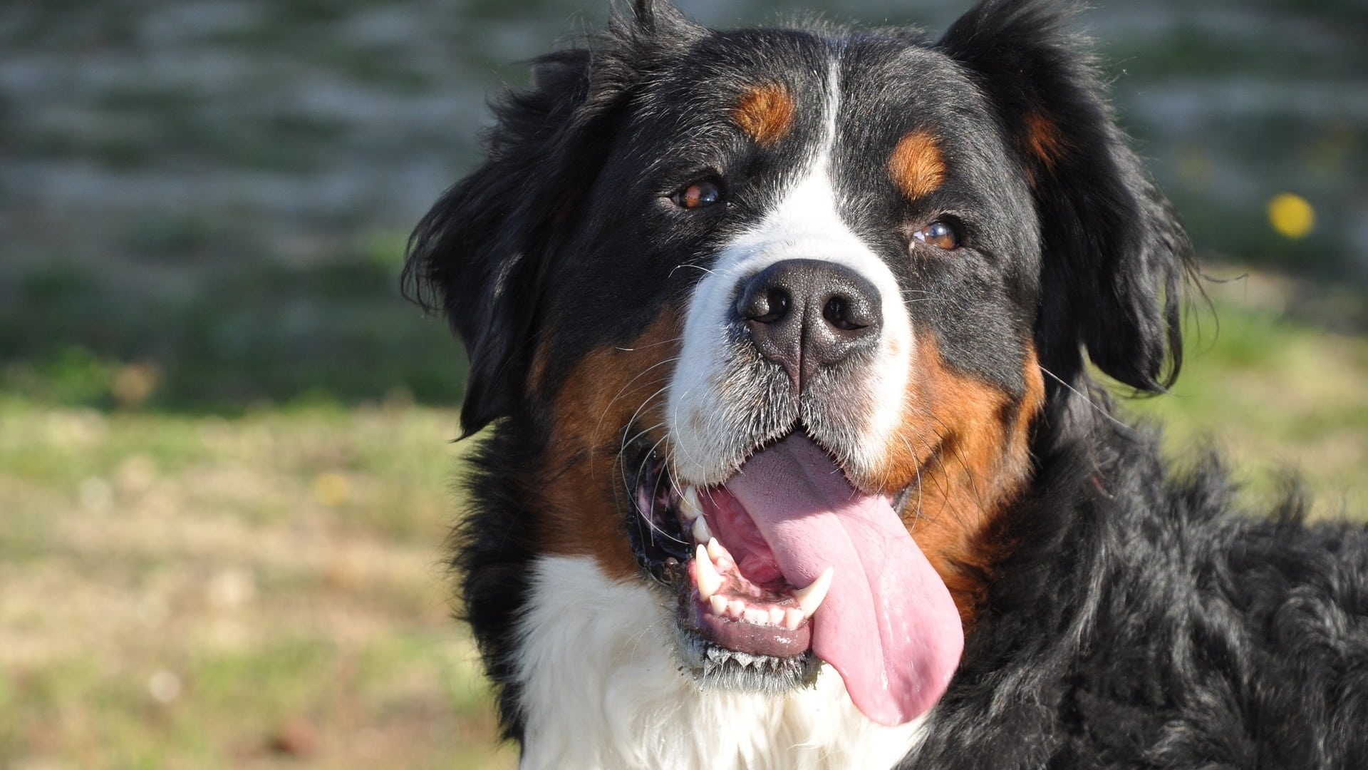 santé chien Bouvier Bernois