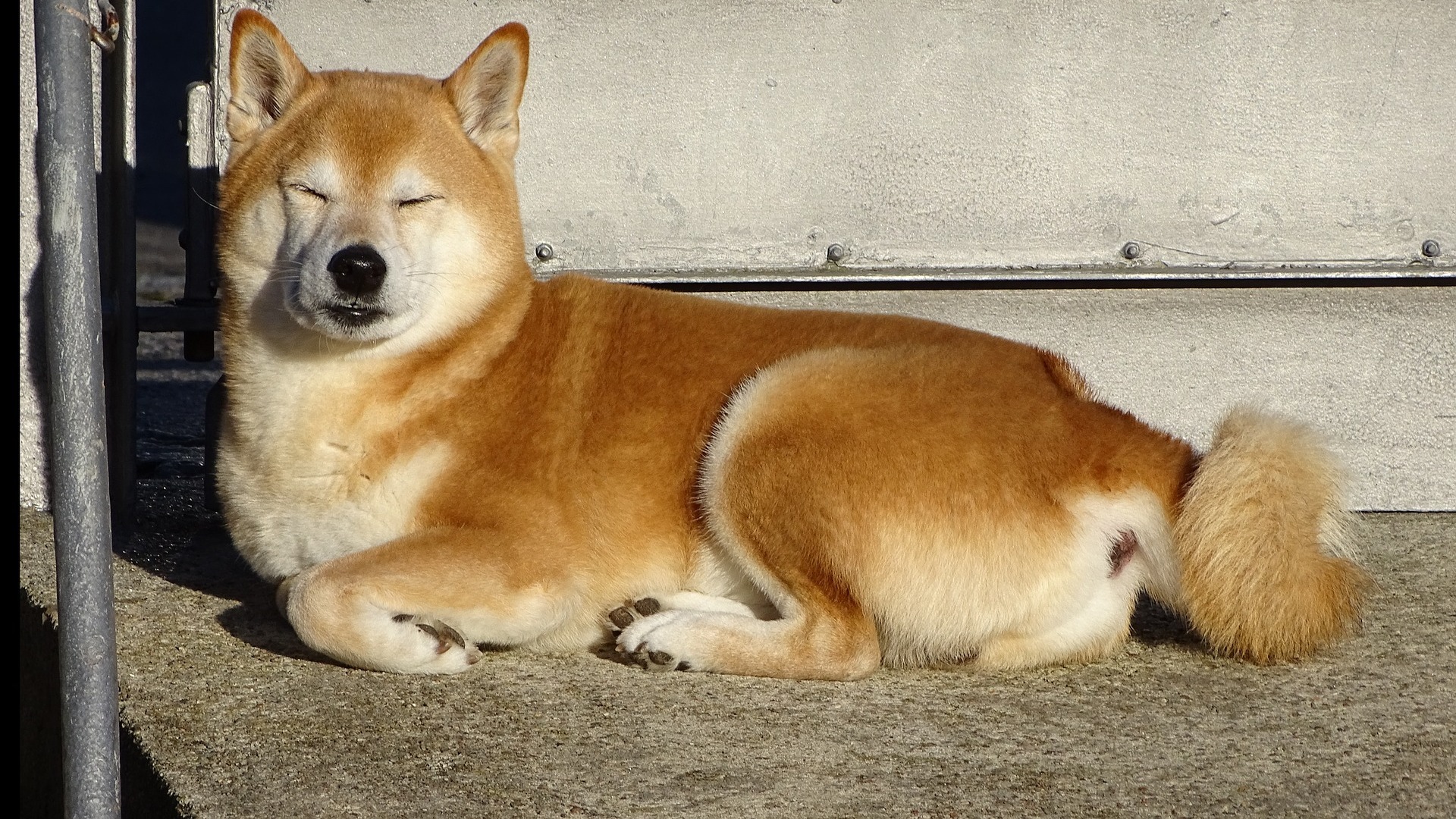 santé chien Shiba Inu