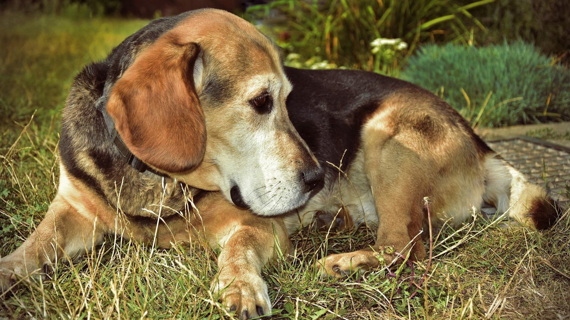 santé chien beagle
