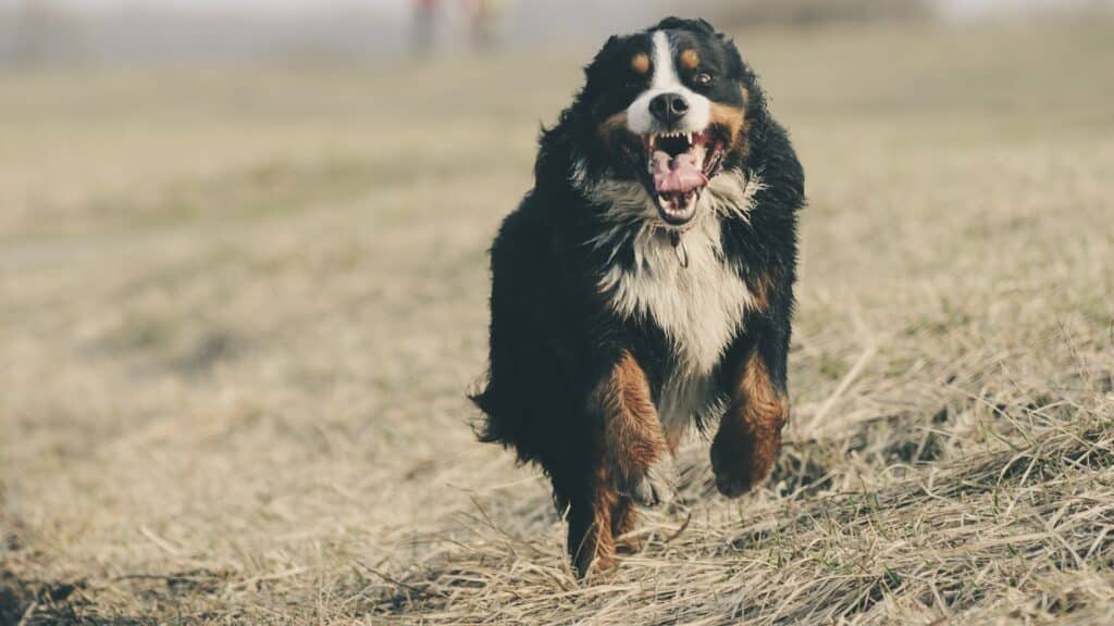 vaccin contre la rage pour chien