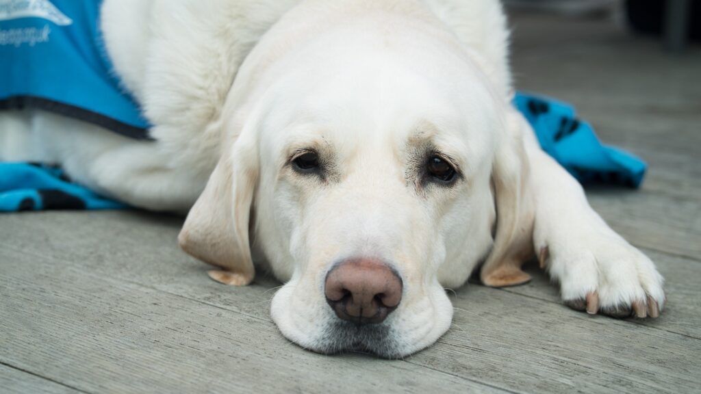 vaccin obligatoire pour chien