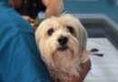 vaccin pour chien