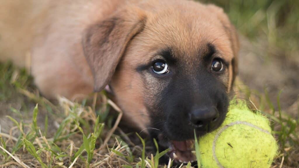 éduquer petit chien qui mord