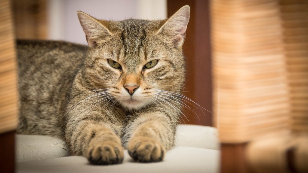 L Age Des Chats Comment Calculer L Age De Son Chat Notre Guide