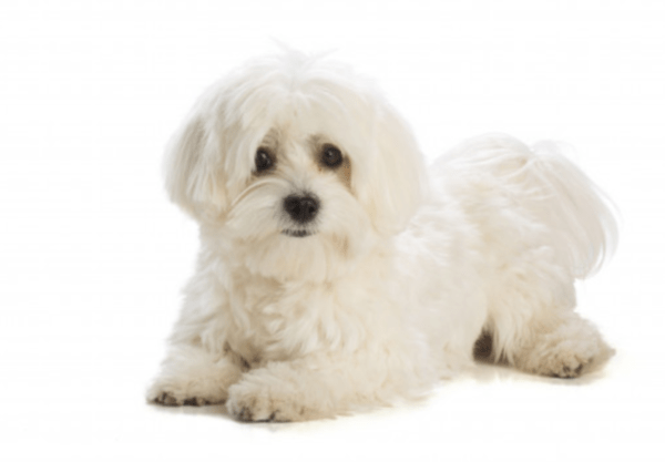 Bichon Maltais