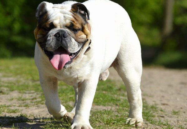 Bulldog Anglais