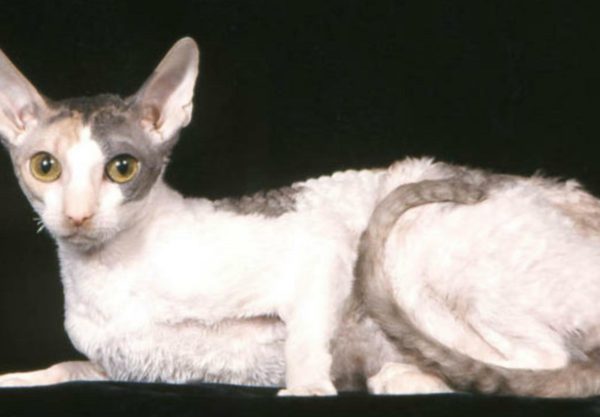 Chat Cornish Rex