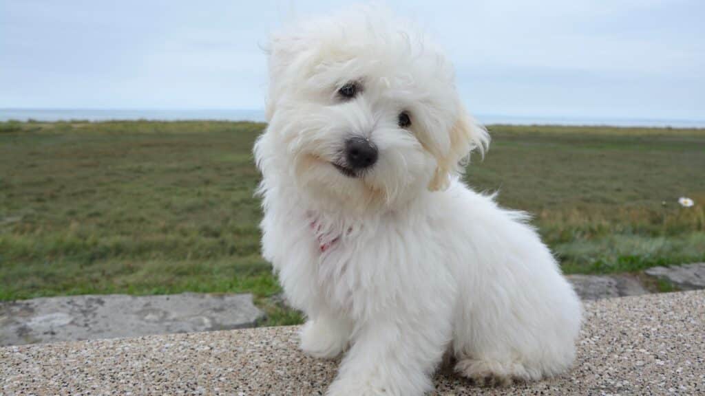 Chien Coton de Tuléar