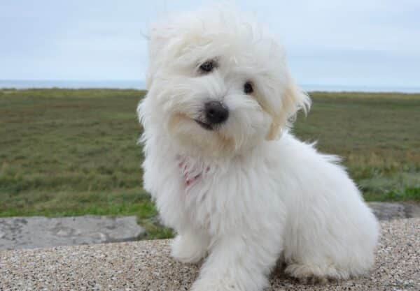 Chien Coton de Tuléar