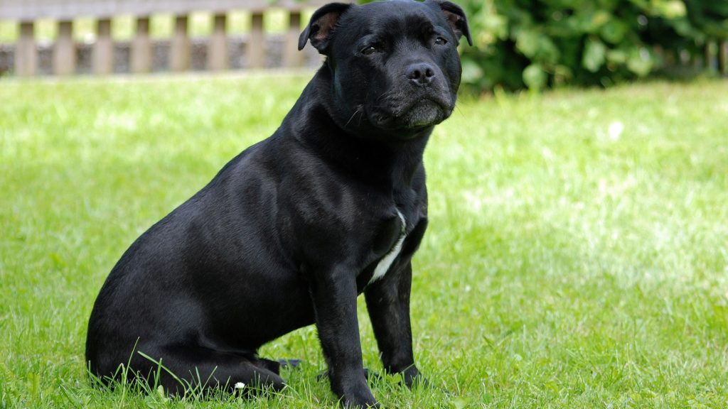 Chien Staffordshire Bull Terrier