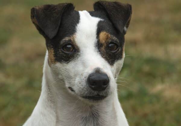 Jack Russell Terrier