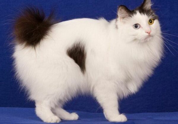 Japanese Bobtail