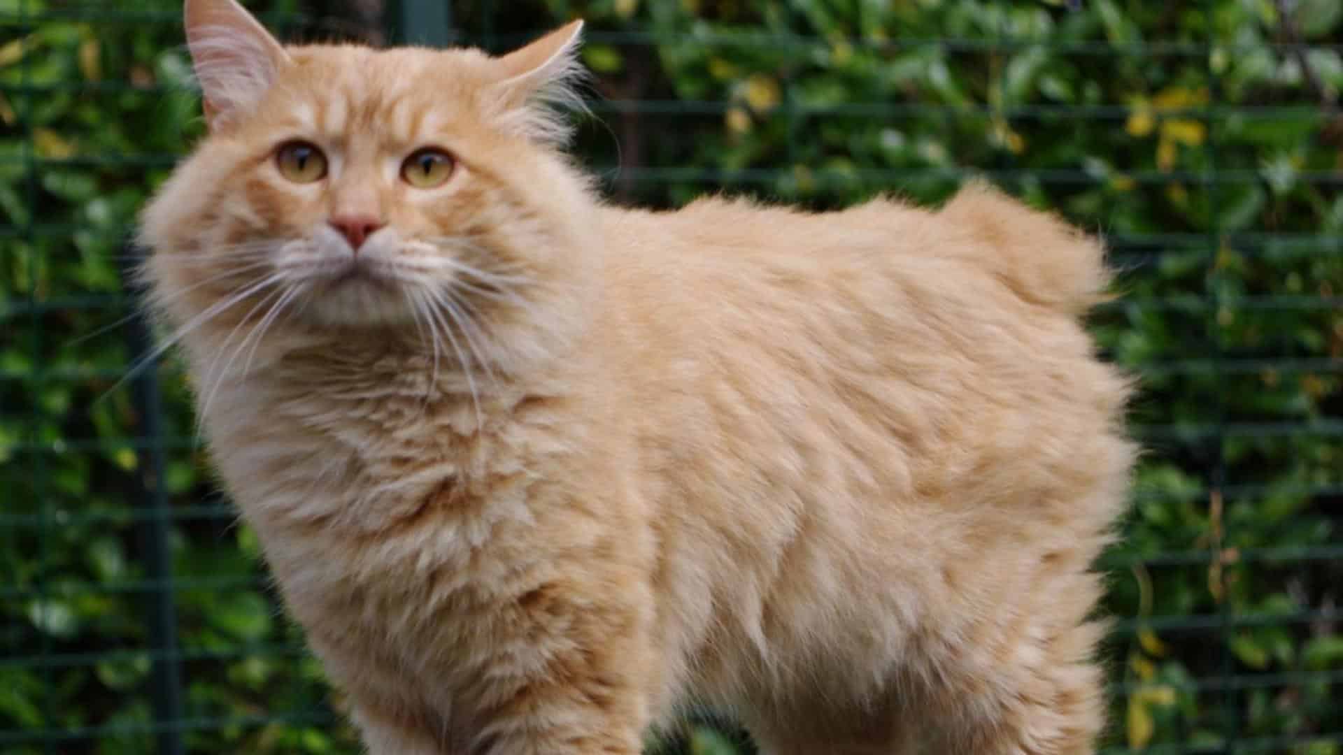 Kurilian Bobtail