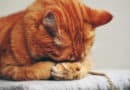 Comment éloigner les chats de votre maison grâce à un répulsif naturel ?