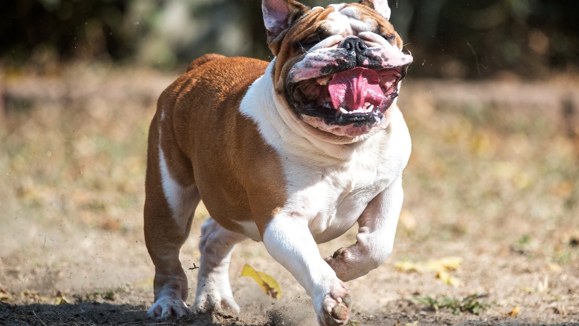 Bulldog Anglais : Prix de ce chien, Caractère, Santé, Alimentation