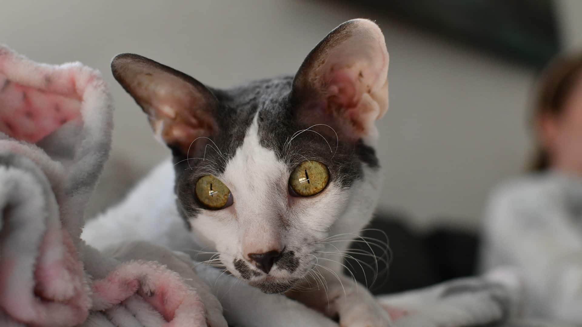 adopter Chat Cornish Rex