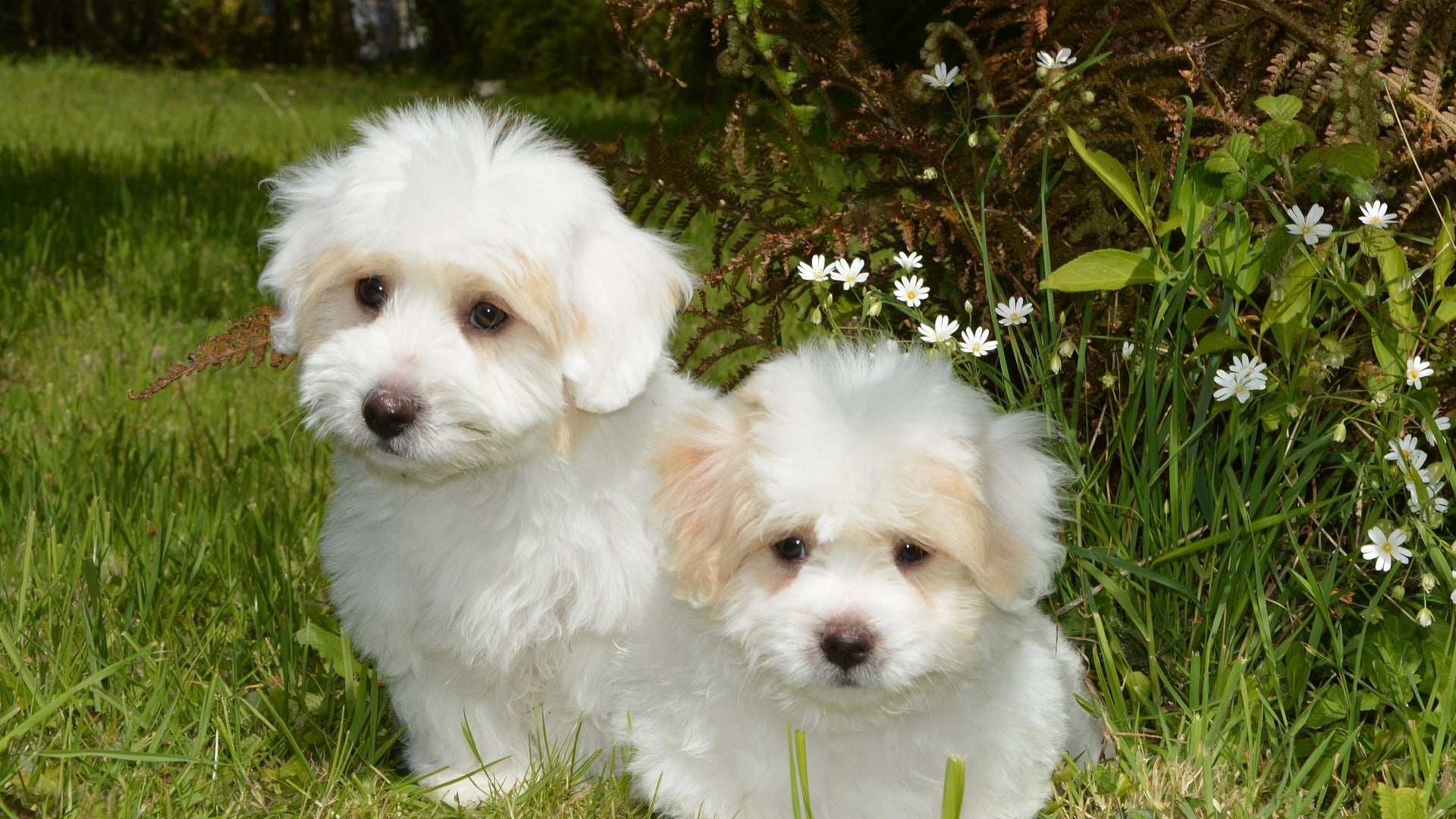 adopter Chien Coton de Tuléar