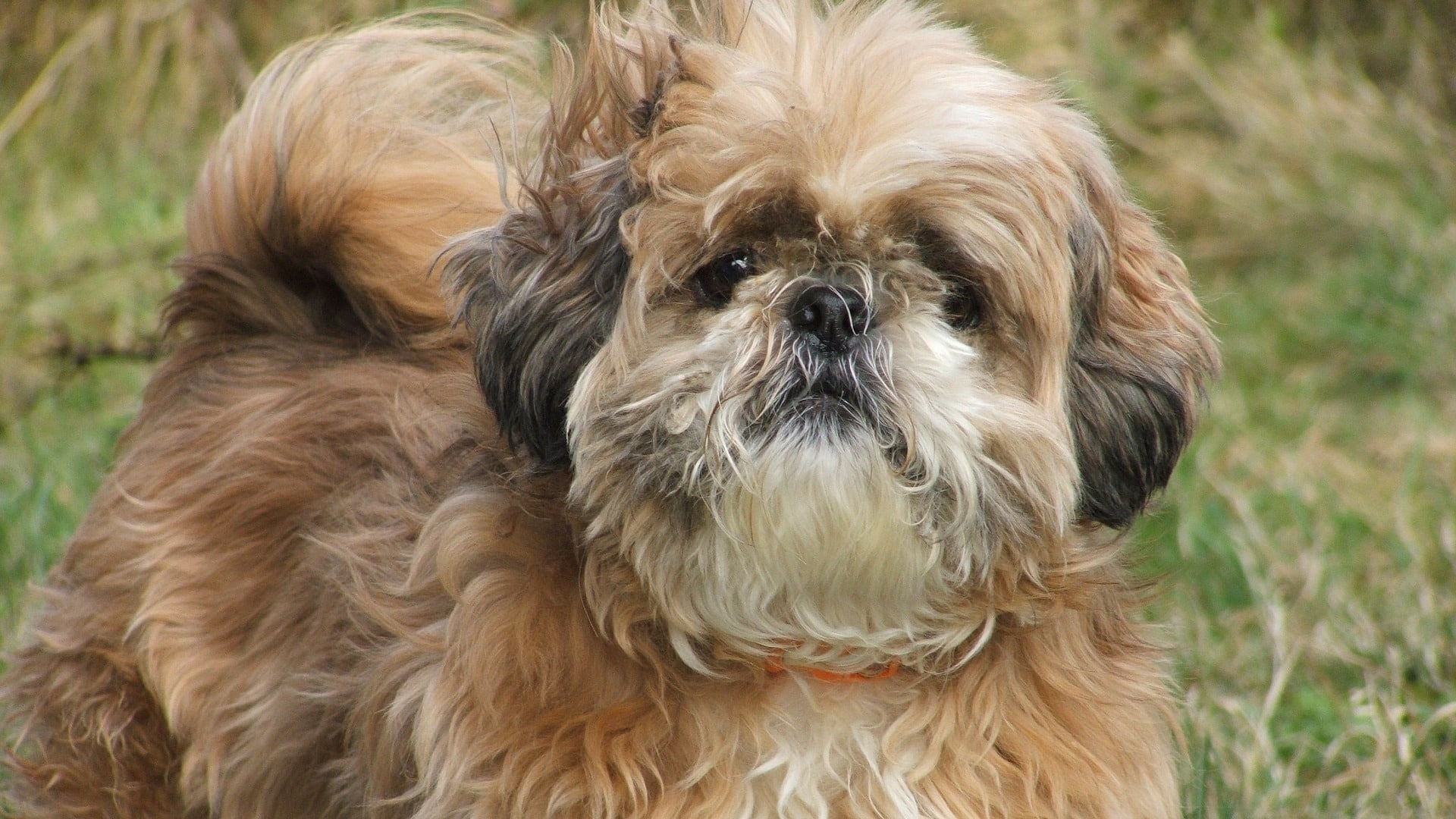 adopter Chien Shih Tzu