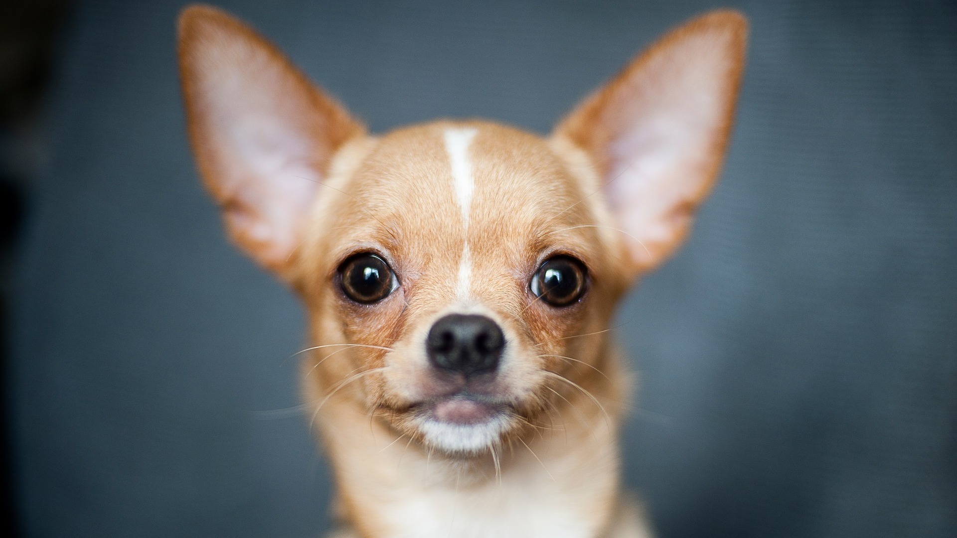 adopter Chihuahua