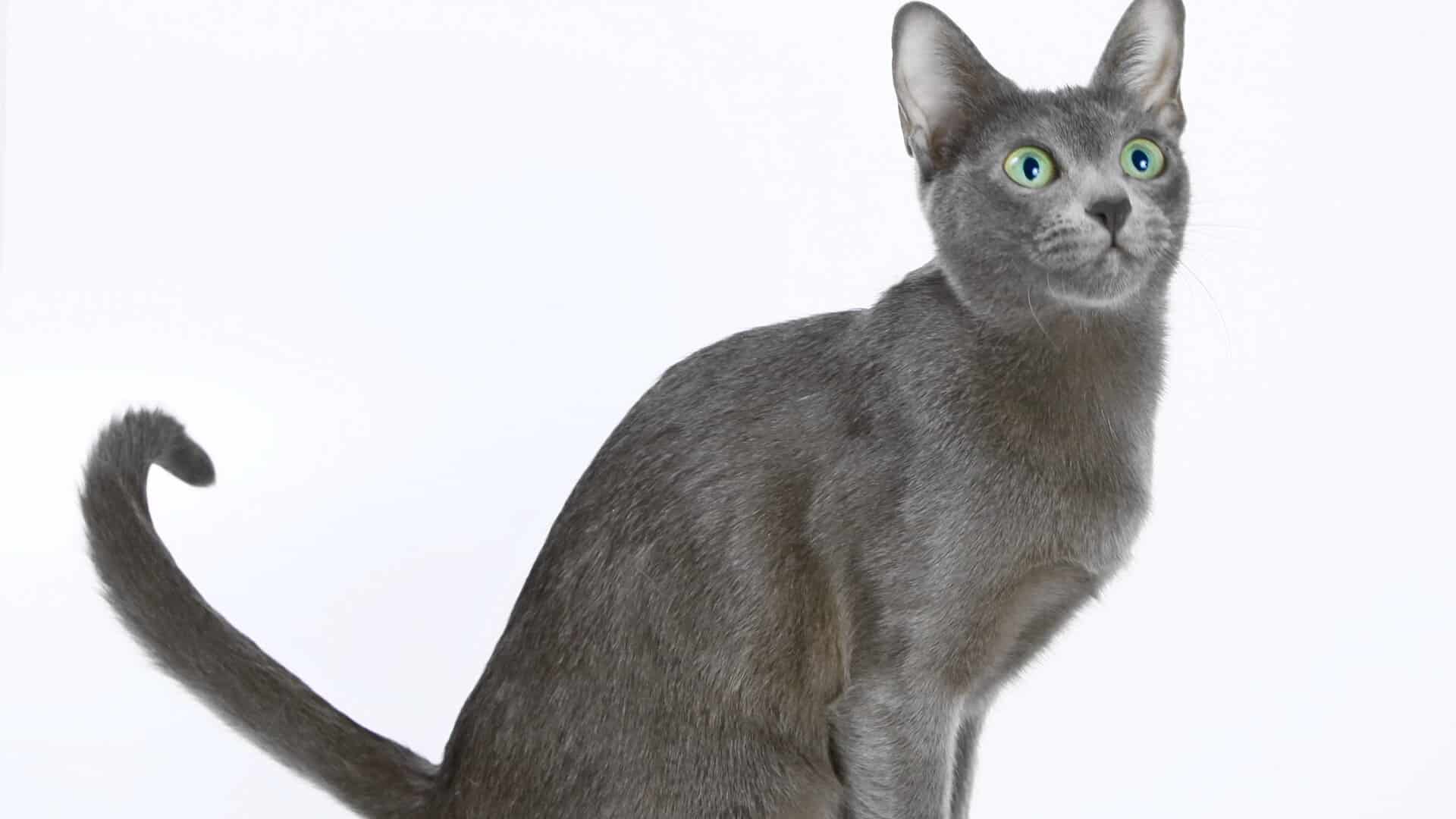 Korat : Prix de ce chat, Comportement & Caractère, Santé