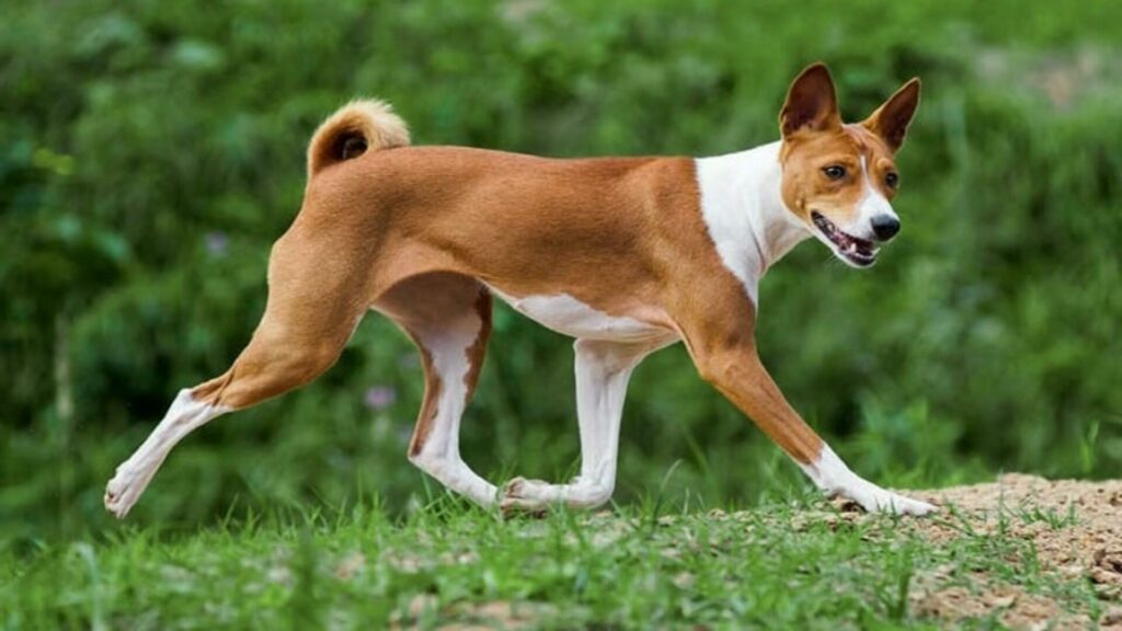 adopter basenji