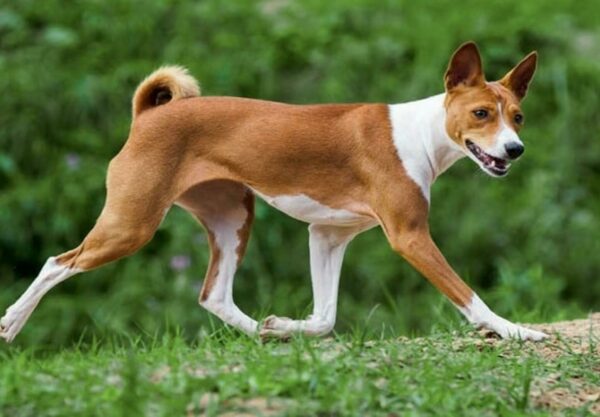 adopter basenji