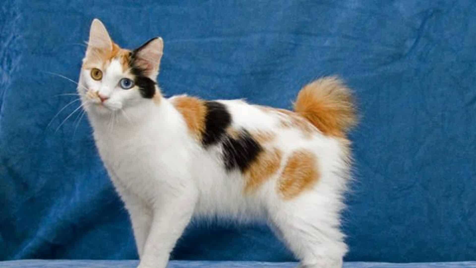 adopter chat Japanese Bobtail