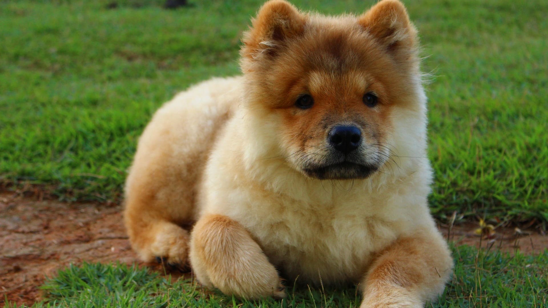 adopter chien chow chow