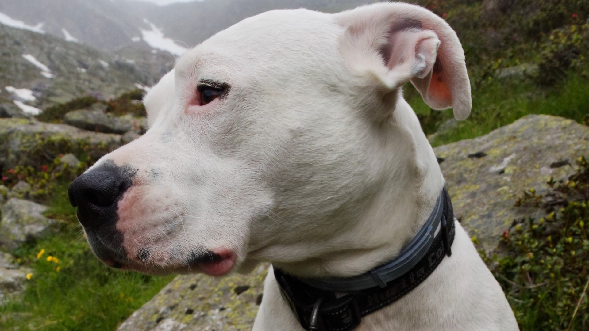 Dogue Argentin : Prix de ce chien, Caractère, Santé, Alimentation