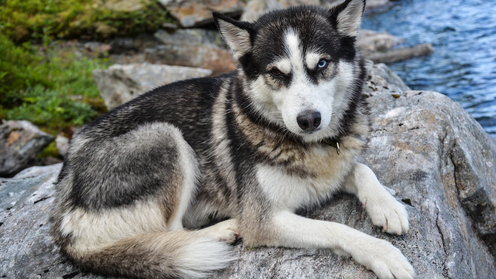 adopter husky de sibérie