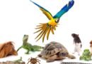 assurance Nouveaux animaux de compagnie