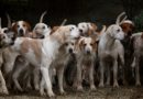 assurance chien de chasse