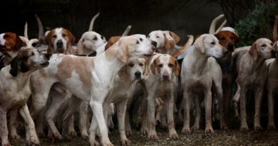 assurance chien de chasse