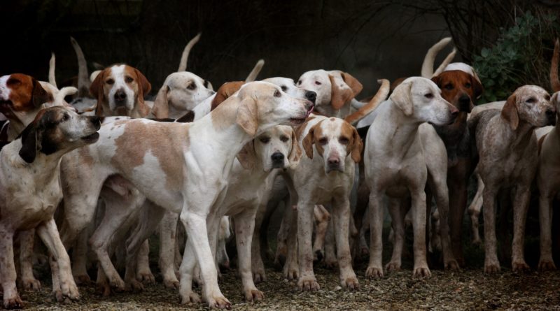 assurance chien de chasse