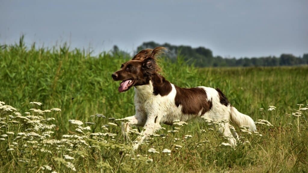 assurance chien de chasse en 2021