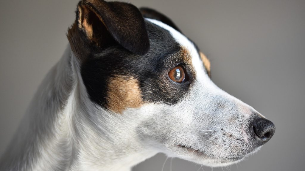 assurance chien de chasse jack russel