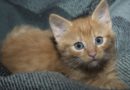 assurance pour chat
