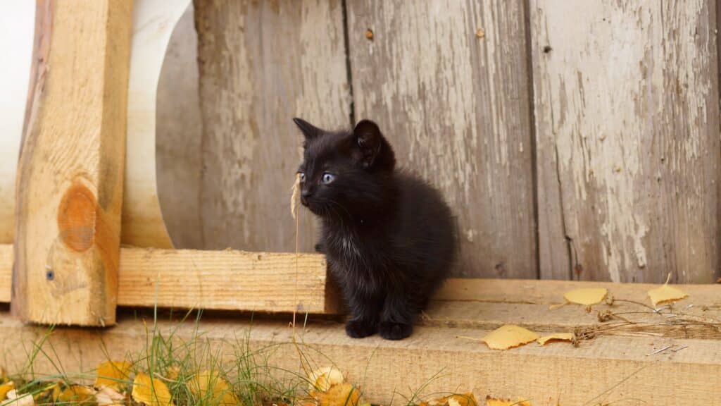 assurance pour chat 2021