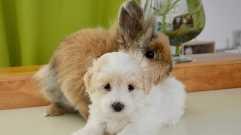 assurance pour lapins et autres animaux