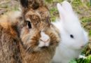 assurance pour lapins