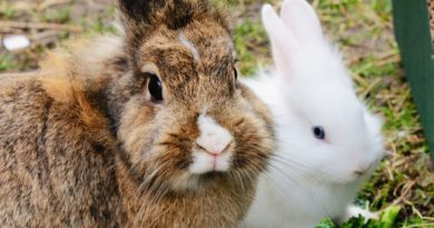 assurance pour lapins