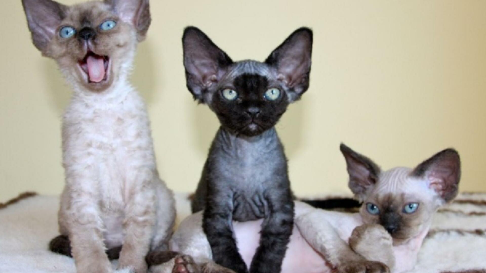 Devon Rex Prix De Ce Chat Comportement Caractere Sante