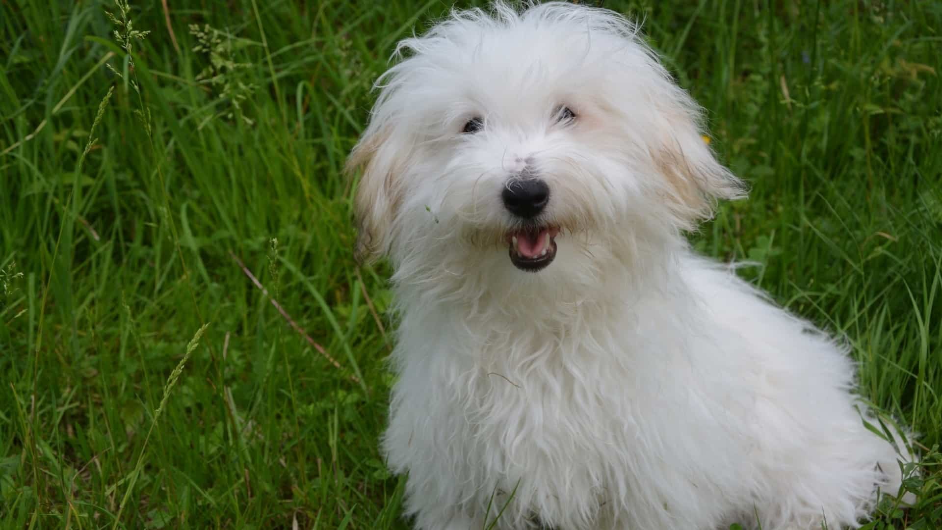 caractère Chien Coton de Tuléar