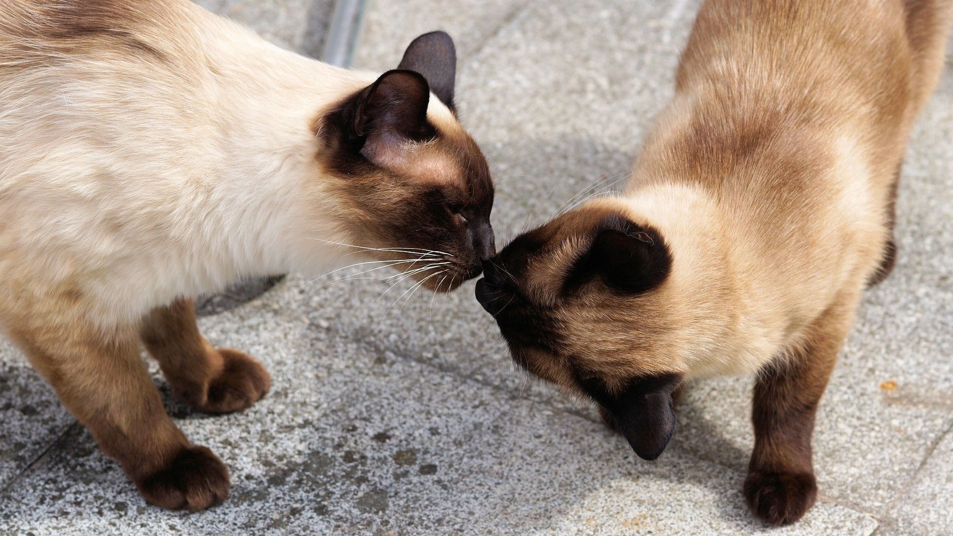 caractère chat siamois