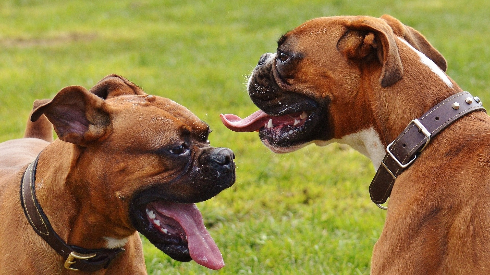 caractère chien boxer