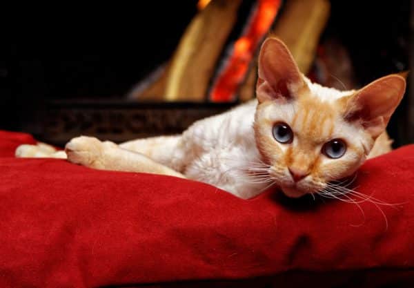 chat Devon Rex