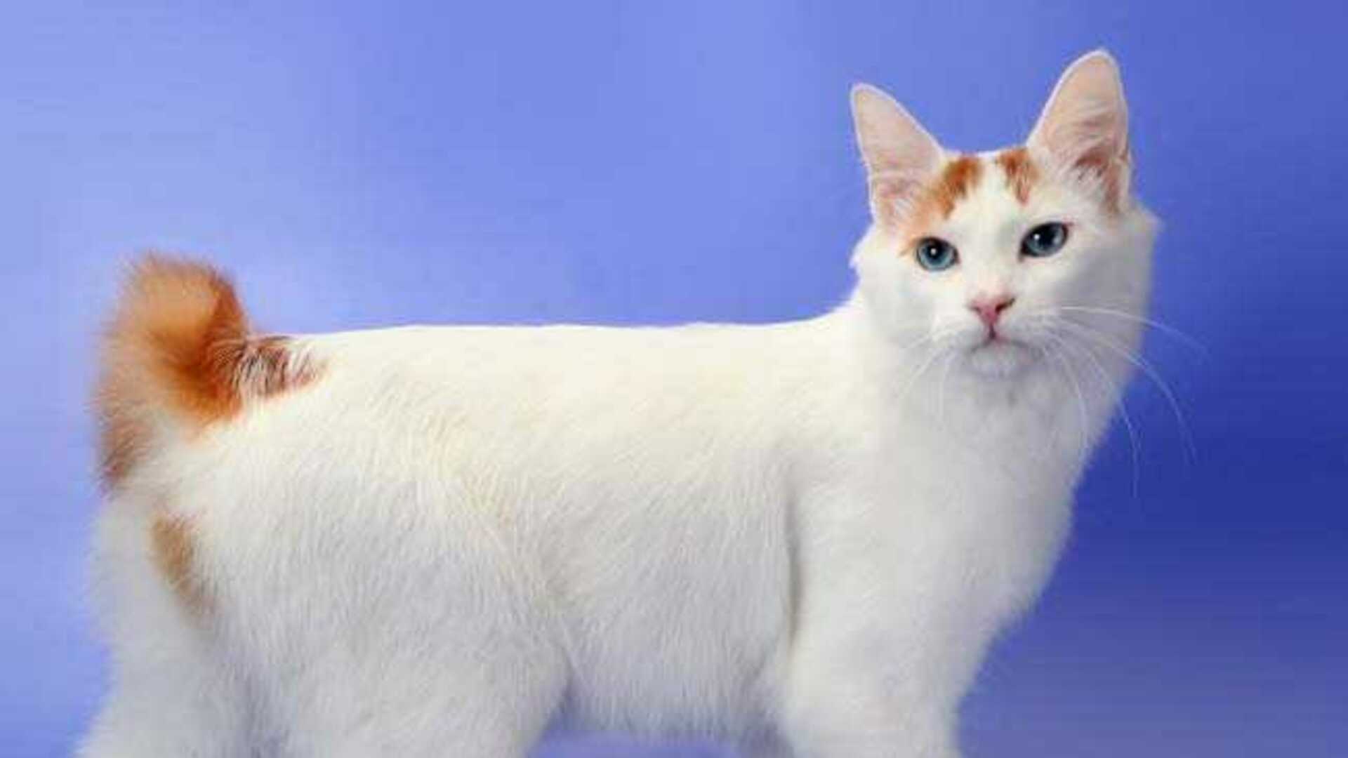 chat Japanese Bobtail