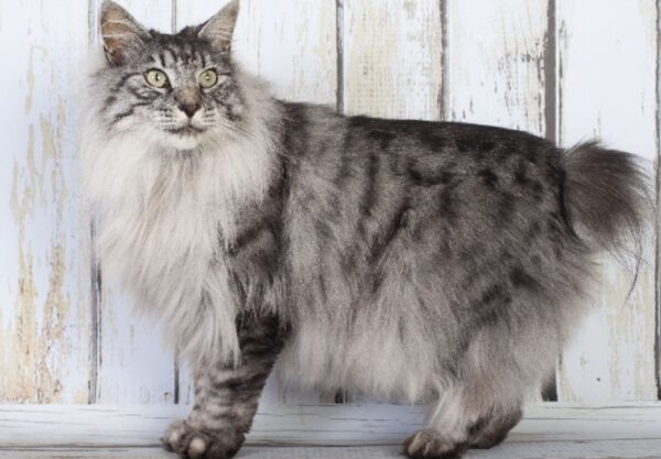 chat Kurilian Bobtail